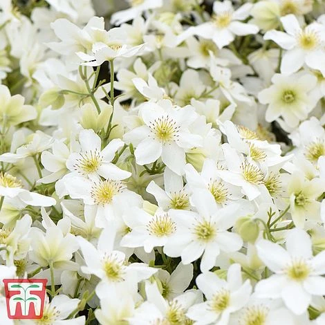 Clematis X Cartmanii 'Avalanche' 4 Clematis X Cartmanii 'Avalanche' - Image 2