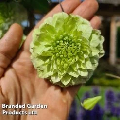 Clematis Florida 'Manju' -Garden Plants Shop CLEM MANJU S50981