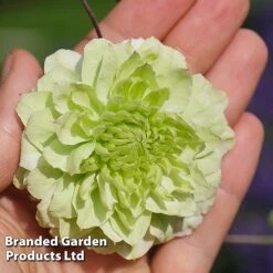 Clematis Florida 'Manju' -Garden Plants Shop CLEM MANJU S50983