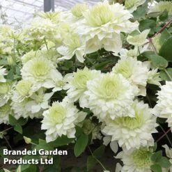 Clematis Florida 'Manju' -Garden Plants Shop CLEM MANJU S50984