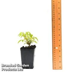 Clematis Napaulensis -Garden Plants Shop CLEM NAPAUL7CM T44183