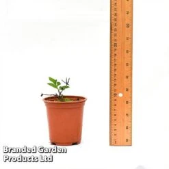 Clematis Florida 'Sieboldii' -Garden Plants Shop CLEM SIEBOL9CM T44180