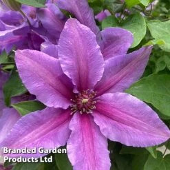 Clematis ‘Tumaini' (Evigsy151) -Garden Plants Shop CLEM TUMAINI S49869