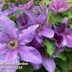 Clematis ‘Tumaini' (Evigsy151) -Garden Plants Shop CLEM TUMAINI S49870
