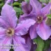 Clematis ‘Tumaini' (Evigsy151) -Garden Plants Shop CLEM TUMAINI S49871