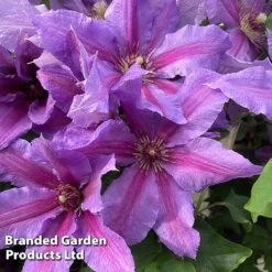 Clematis ‘Tumaini' (Evigsy151) -Garden Plants Shop CLEM TUMAINI S49873