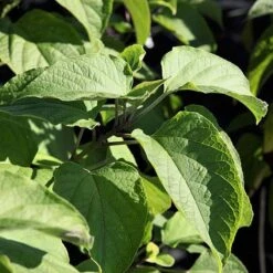 Clerodendrum Trichotomum -Garden Plants Shop CLER T73834 A h