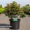 Clethra Alnifolia 'Sixteen Candles' -Garden Plants Shop CLET SIXTEENCA S45213