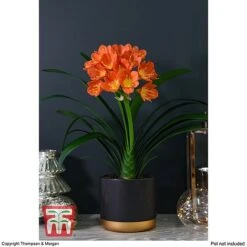 Clivia Miniata -Garden Plants Shop CLIV WKB4547 C