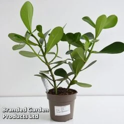 Clusia Rosea 'Princess' -Garden Plants Shop CLUS PRINC12CM T44740