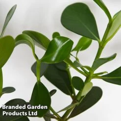 Clusia Rosea 'Princess' -Garden Plants Shop CLUS PRINCESS T44743