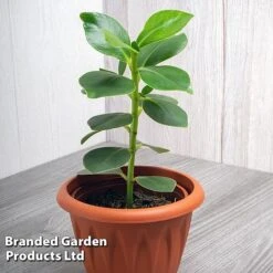 Clusia Rosea 'Princess' -Garden Plants Shop CLUS PRINCESS WKF1162