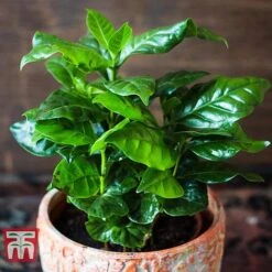 Coffea Arabica -Garden Plants Shop COFF KB1727 C