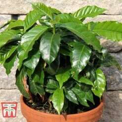 Coffea Arabica -Garden Plants Shop COFF KB1727 D