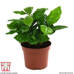 Coffea Arabica -Garden Plants Shop COFF KB1727 E