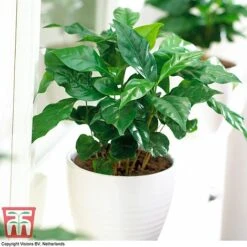 Coffea Arabica -Garden Plants Shop COFF KB1727 F