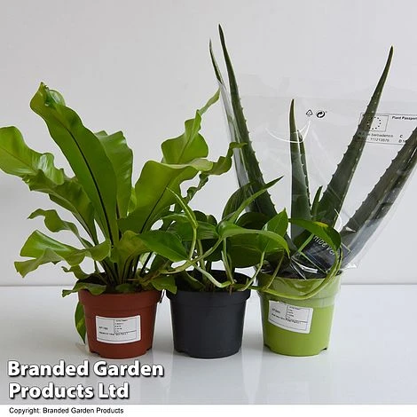 De-humidifying House Plant Collection 9 De-humidifying House Plant Collection - Image 7