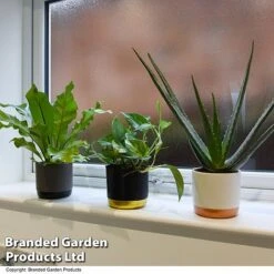 De-humidifying House Plant Collection 11 De-humidifying House Plant Collection -Garden Plants Shop COLL DEHUMIDIF T46989