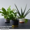De-humidifying House Plant Collection 2 De-humidifying House Plant Collection -Garden Plants Shop COLL DEHUMIDIF T46991