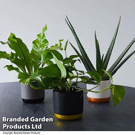 De-humidifying House Plant Collection 3 De-humidifying House Plant Collection