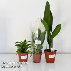 Almost Unkillable Houseplant Collection -Garden Plants Shop COLL UNKIL12CM T43974