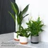 Almost Unkillable Houseplant Collection 1 Almost Unkillable Houseplant Collection -Garden Plants Shop COLL UNKILLABL T43975