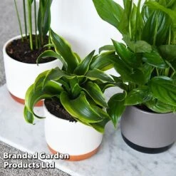 Almost Unkillable Houseplant Collection -Garden Plants Shop COLL UNKILLABL T43977