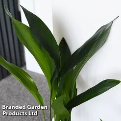 Almost Unkillable Houseplant Collection -Garden Plants Shop COLL UNKILLABL T43979