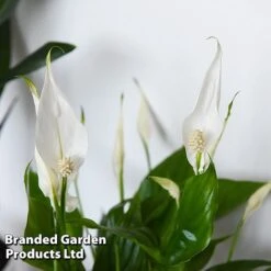 Almost Unkillable Houseplant Collection -Garden Plants Shop COLL UNKILLABL T43981