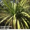 Cordyline Australis Verde Atlantic Green -Garden Plants Shop CORD AUSTRALIS