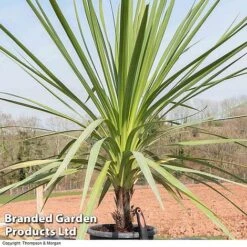 Cordyline Australis Verde Atlantic Green 7 Cordyline Australis Verde Atlantic Green -Garden Plants Shop CORD AUSTRALIS B