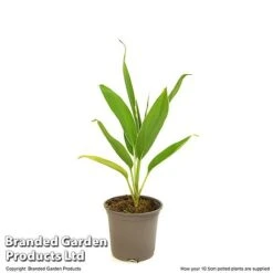 Cordyline 'Conga' (House Plant) -Garden Plants Shop CORD CONGA10CM T52109