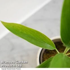 Cordyline 'Conga' (House Plant) -Garden Plants Shop CORD CONGA T52112