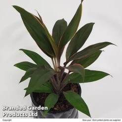 Cordyline 'Rumba' (House Plant) -Garden Plants Shop CORD RUMBA10CM S50426