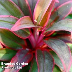 Cordyline 'Rumba' (House Plant) -Garden Plants Shop CORD RUMBA L06646