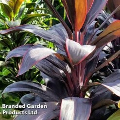 Cordyline 'Rumba' (House Plant) -Garden Plants Shop CORD RUMBA L06647