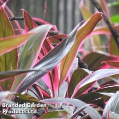 Cordyline 'Rumba' (House Plant) -Garden Plants Shop CORD RUMBA L06648