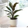 Cordyline 'Rumba' (House Plant) 1 Cordyline 'Rumba' (House Plant) -Garden Plants Shop CORD RUMBA T07015