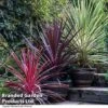 Cordyline Trio 2 Cordyline Trio -Garden Plants Shop CORD TRIO T43190