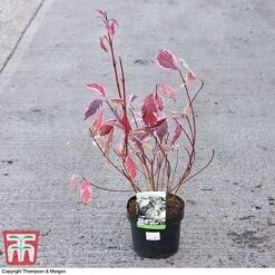 Cornus Alba 'Sibirica Variegata' -Garden Plants Shop CORN 66170 A