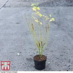 Cornus Sericea 'Bud's Yellow' -Garden Plants Shop CORN 66174 A