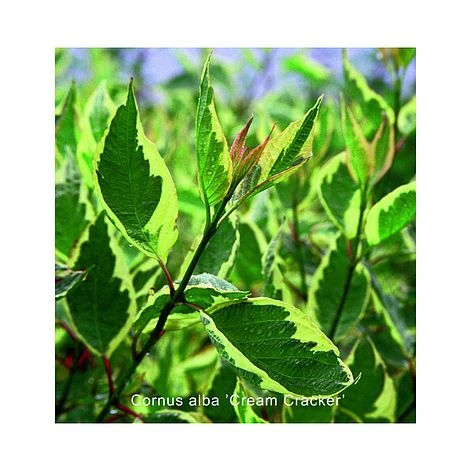 Cornus Alba 'Cream Cracker' 3 Cornus Alba 'Cream Cracker'