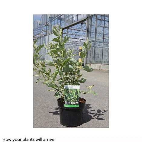 Cornus Alba 'Cream Cracker' 4 Cornus Alba 'Cream Cracker' - Image 2