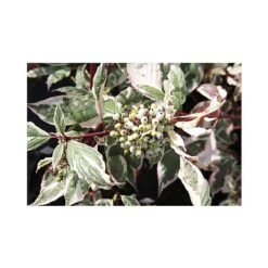 Cornus Alba 'Sibirica Variegata' -Garden Plants Shop CORN T66170 A h
