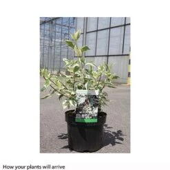 Cornus Alba 'Sibirica Variegata' -Garden Plants Shop CORN T66170 B h