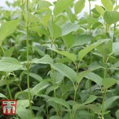 Cornus Sericea 'Bud's Yellow' -Garden Plants Shop CORN T66174 C