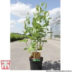 Cornus Sericea 'Bud's Yellow' -Garden Plants Shop CORN T66174 D