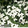 Cornus Kousa Var. Chinensis -Garden Plants Shop CORN CHINENSIS R48204