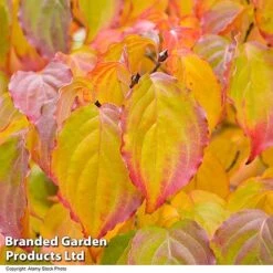 Cornus Kousa Var. Chinensis -Garden Plants Shop CORN CHINENSIS R48206