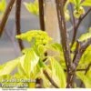 Cornus Controversa -Garden Plants Shop CORN CONTROVER U39321
